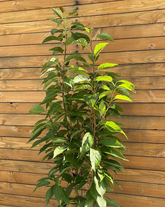 Japanische Säulenzierkirsche - Prunus ‘Amanogawa’ (Mehrstämmig)