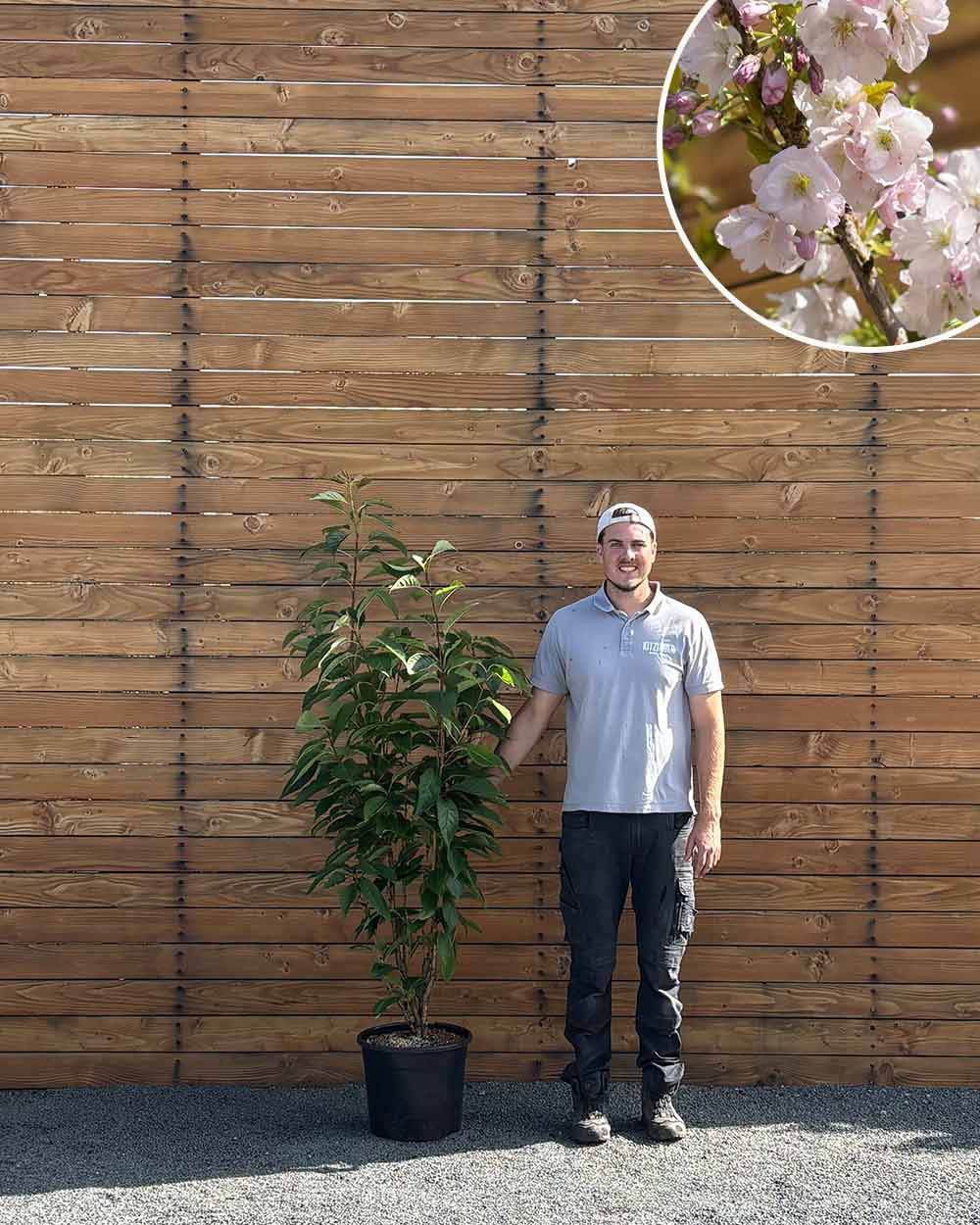 Japanische Säulenzierkirsche - Prunus ‘Amanogawa’ (Mehrstämmig)
