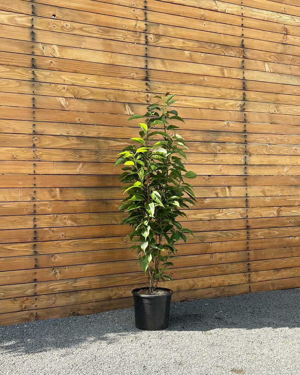 Japanische Säulenzierkirsche - Prunus ‘Amanogawa’ (Mehrstämmig)