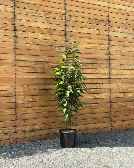 Japanische Säulenzierkirsche - Prunus ‘Amanogawa’ (Mehrstämmig)