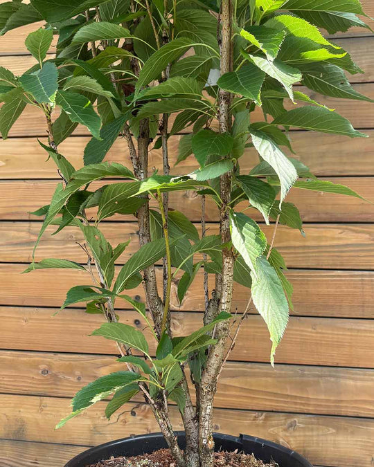 Japanische Säulenzierkirsche - Prunus ‘Amanogawa’ (Mehrstämmig)