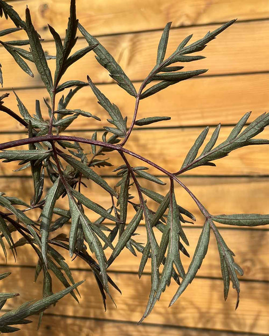 Schwarzer Holunder – Sambucus nigra ‘Black Lace’ (Mehrstämmig) (Pre Sale)