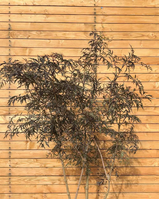 Schwarzer Holunder – Sambucus nigra ‘Black Lace’ (Mehrstämmig) (Pre Sale)