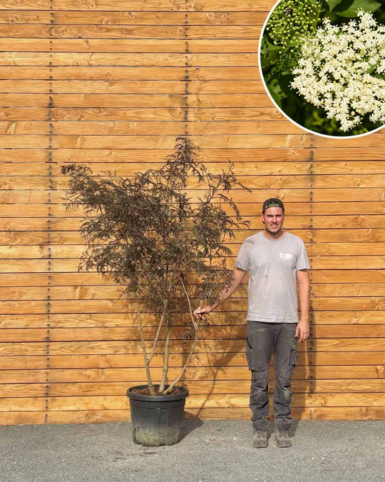 Schwarzer Holunder – Sambucus nigra ‘Black Lace’ (Mehrstämmig) (Pre Sale)