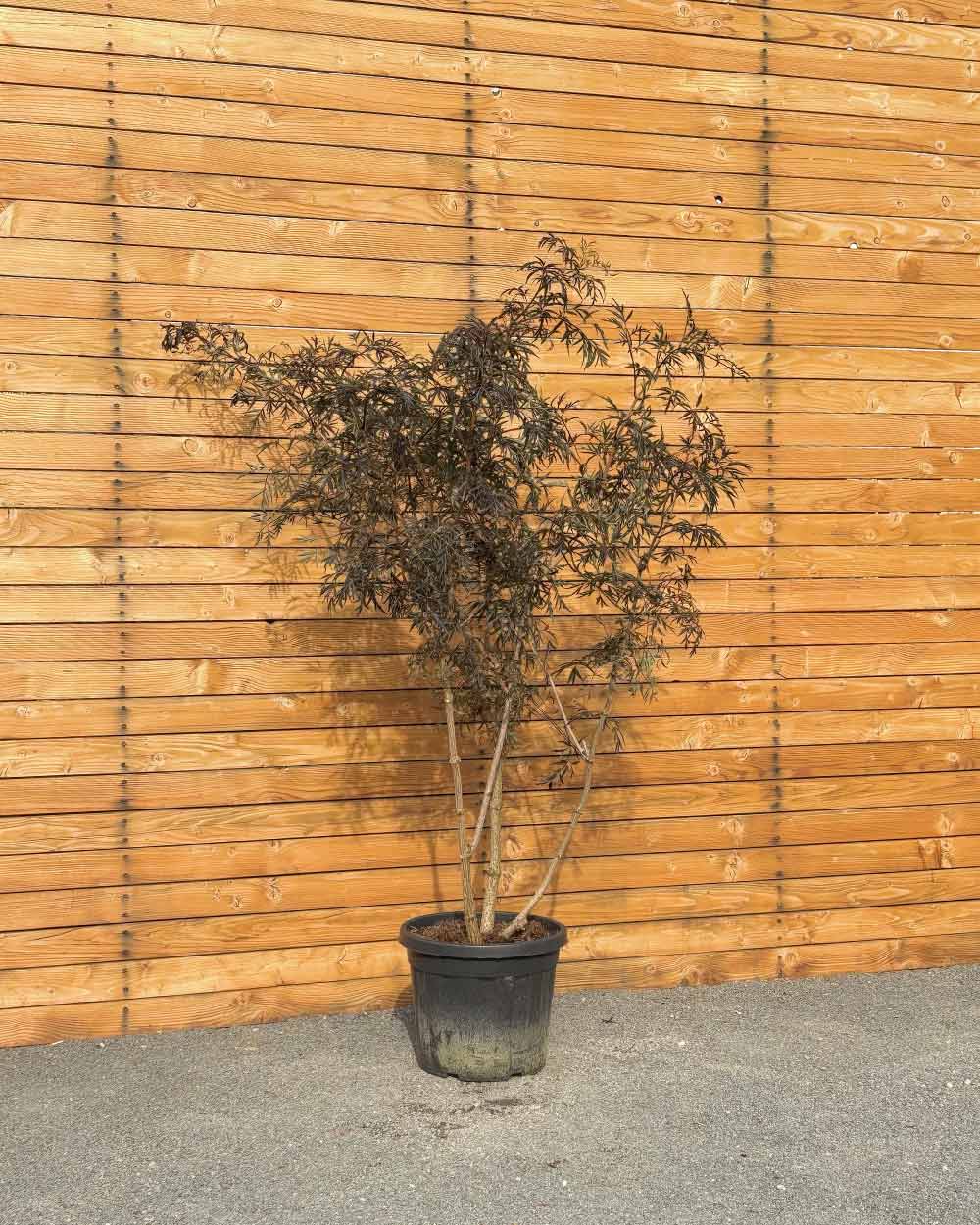 Schwarzer Holunder – Sambucus nigra ‘Black Lace’ (Mehrstämmig) (Pre Sale)