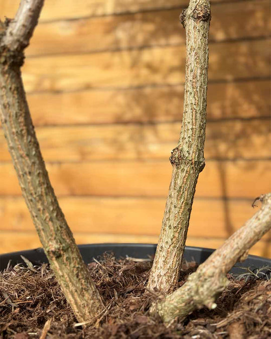 Schwarzer Holunder – Sambucus nigra ‘Black Lace’ (Mehrstämmig) (Pre Sale)