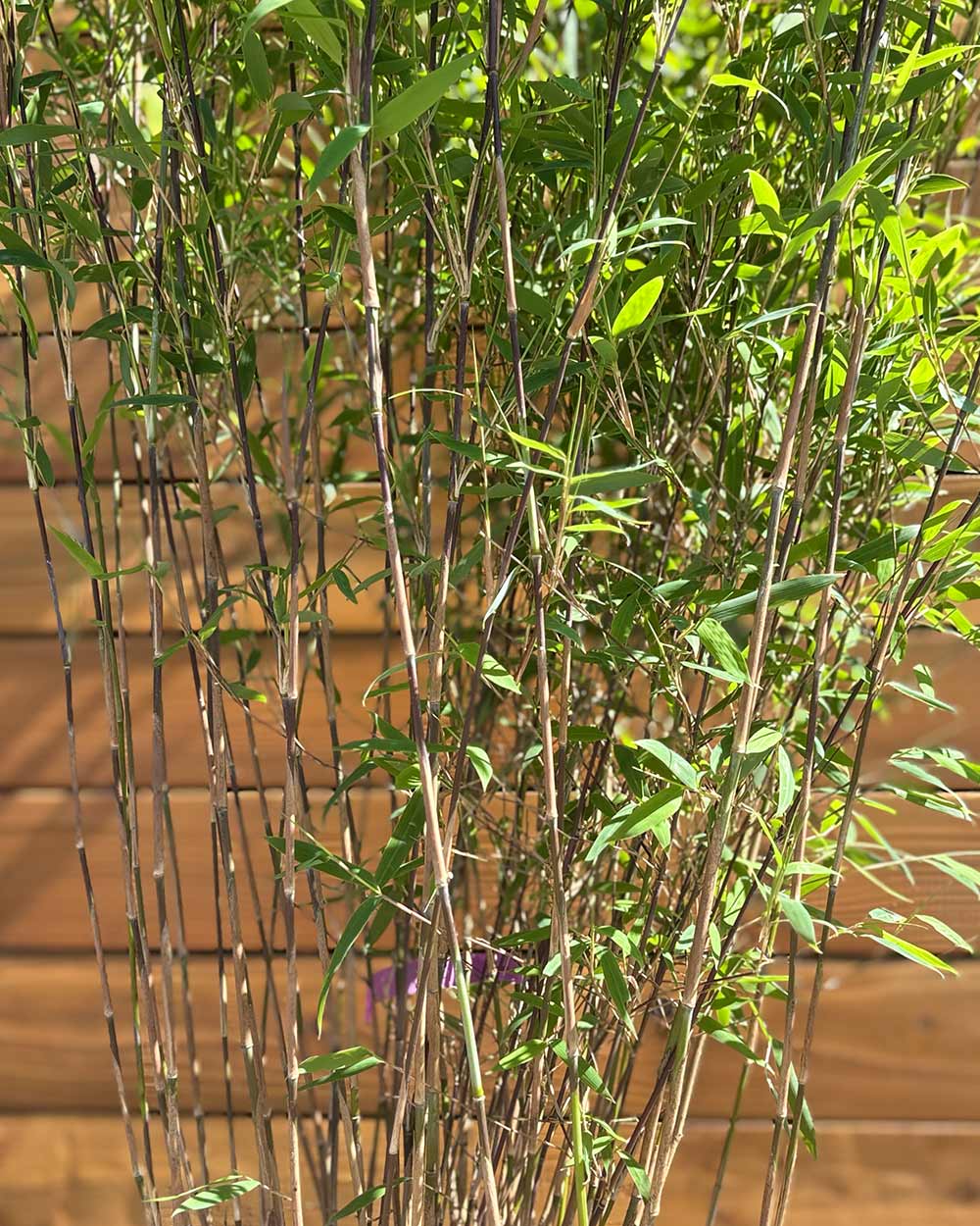Schwarzer Schirmbambus – Fargesia nitida ‘Black Pearl®’