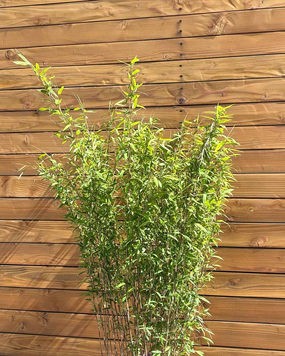 Schwarzer Schirmbambus – Fargesia nitida ‘Black Pearl®’