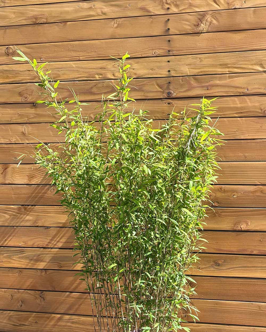 Schwarzer Schirmbambus – Fargesia nitida ‘Black Pearl®’