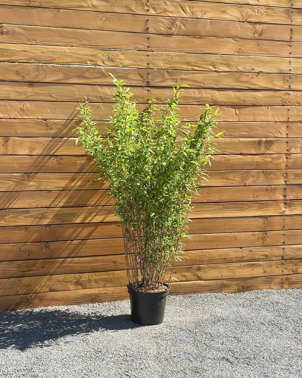 Schwarzer Schirmbambus – Fargesia nitida ‘Black Pearl®’