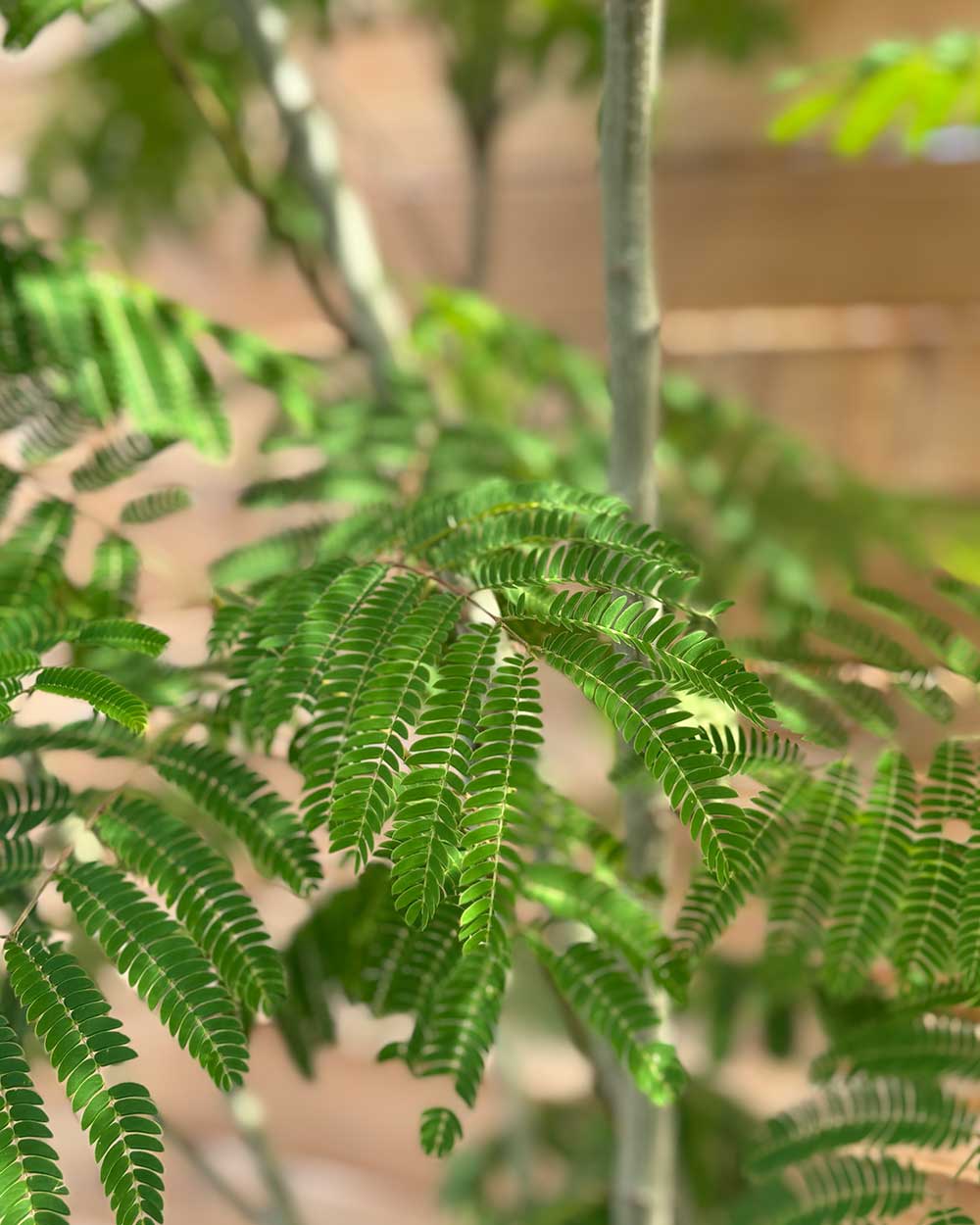 Seidenbaum "Albizia julibrissin Ombrella"