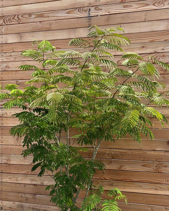 Seidenbaum "Albizia julibrissin Ombrella"