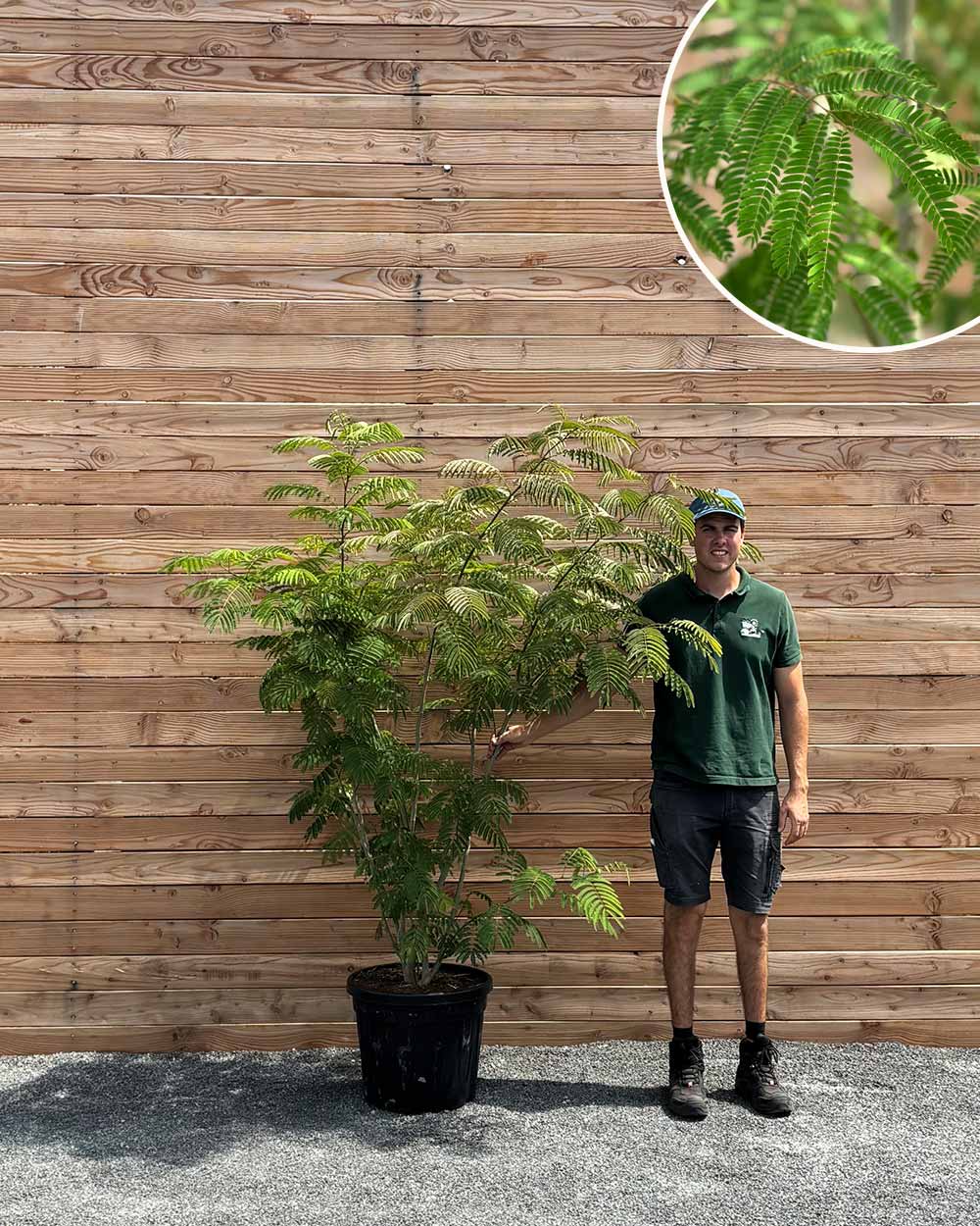 Seidenbaum (Albizia julibrissin Ombrella)