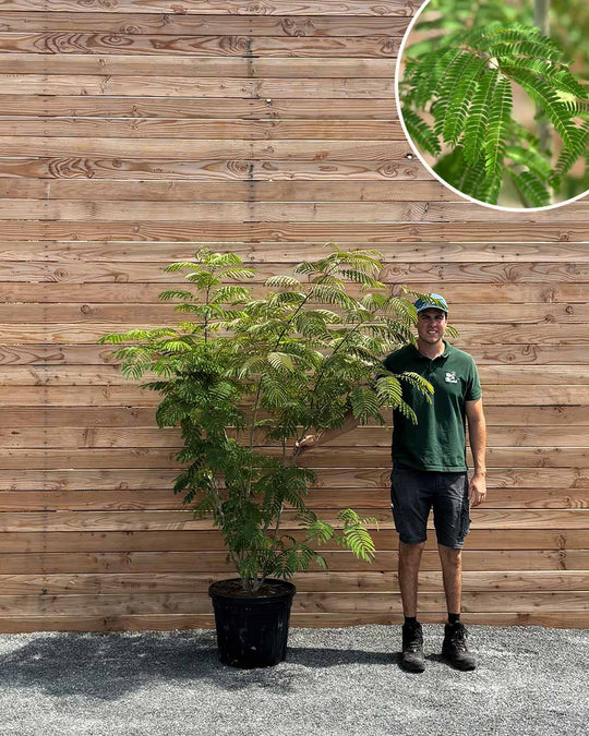 Seidenbaum (Albizia julibrissin Ombrella)