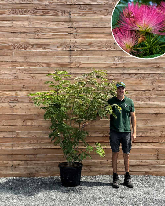 Seidenbaum – Albizia julibrissin (Mehrstämmig)