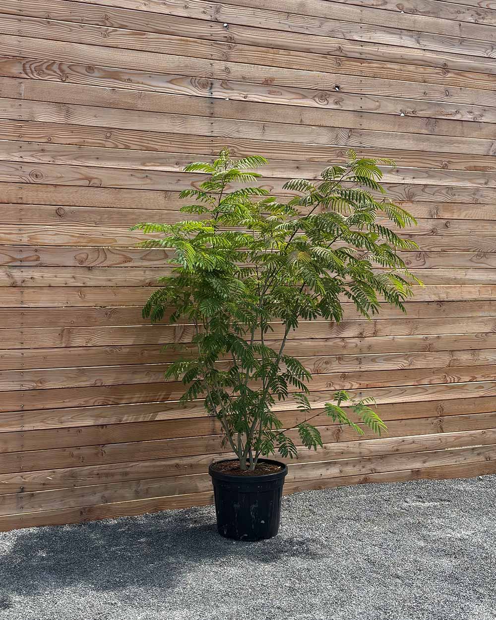 Seidenbaum "Albizia julibrissin Ombrella"