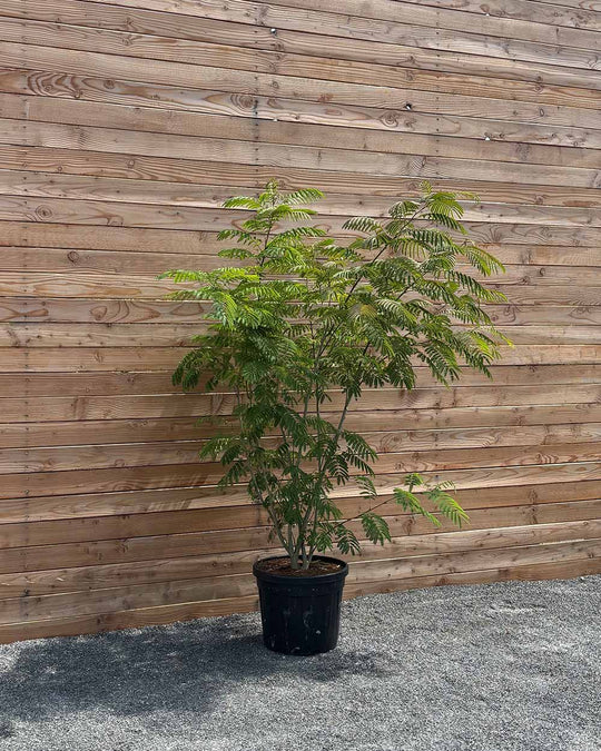 Seidenbaum "Albizia julibrissin Ombrella"