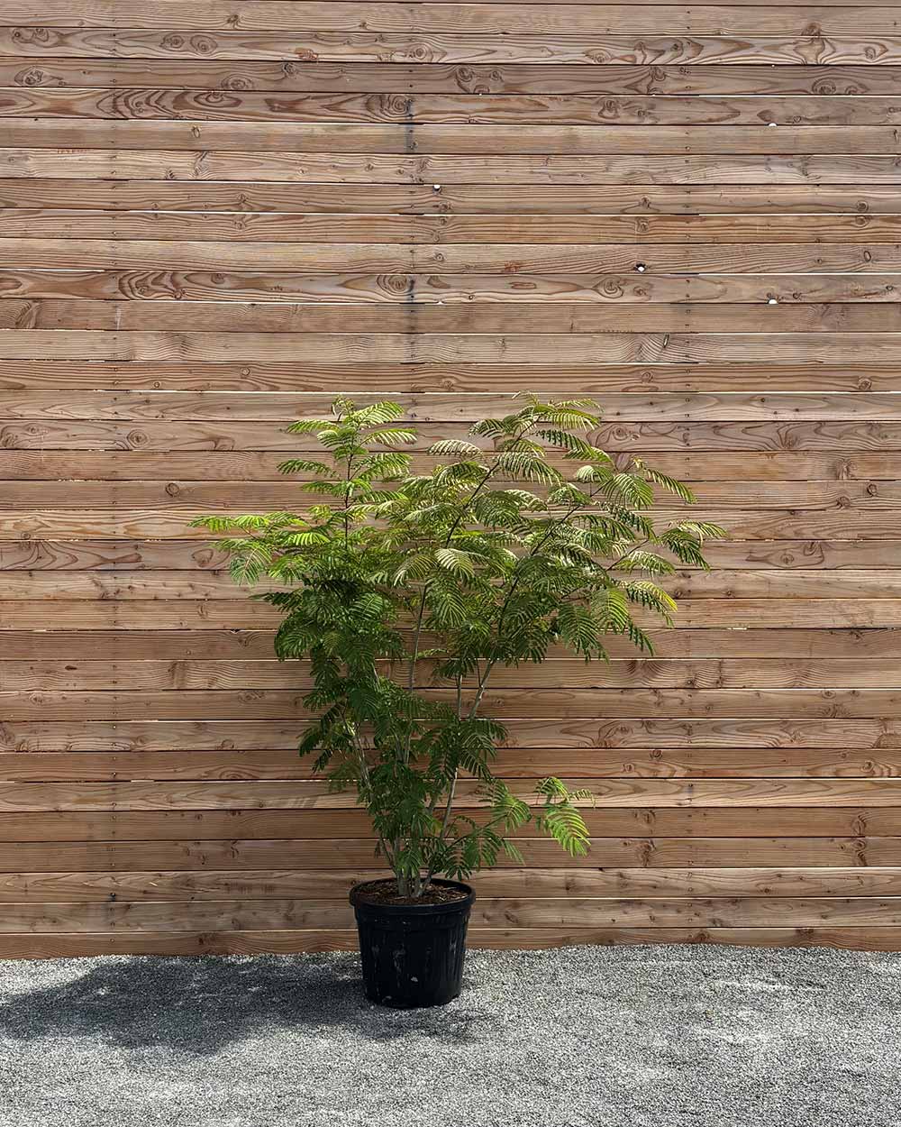 Seidenbaum "Albizia julibrissin Ombrella"