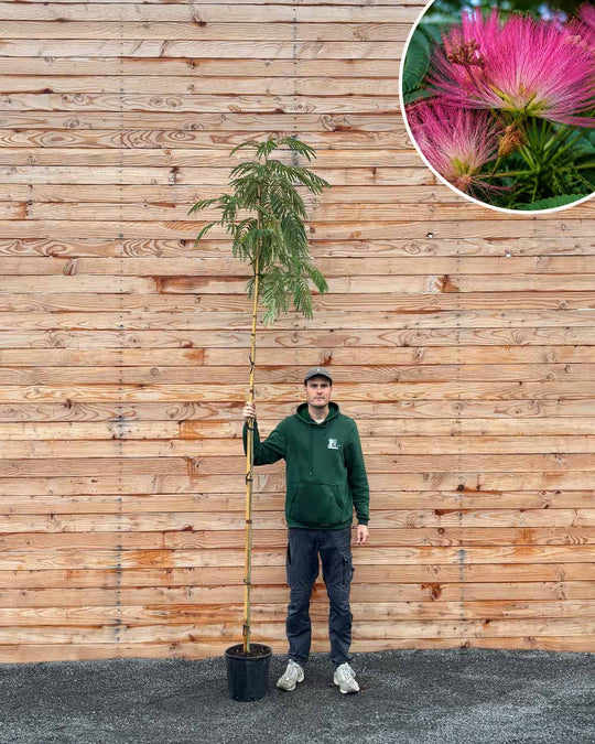 Seidenbaum – Albizia julibrissin