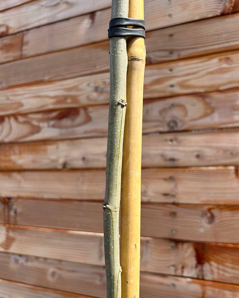 Seidenbaum Hochstamm