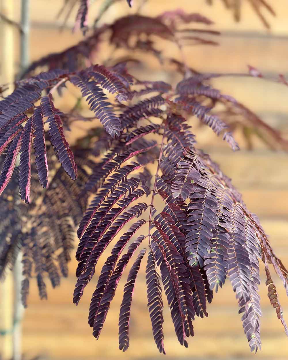 Seidenbaum – Albizia julibrissin ‘Summer Chocolate®’