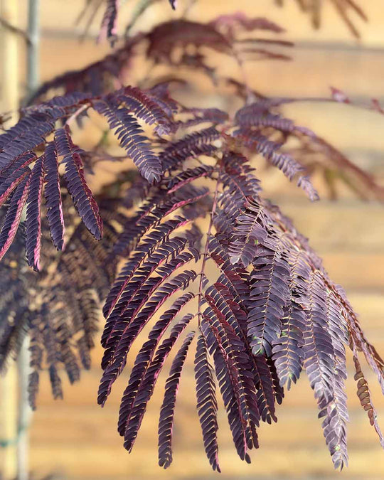 Seidenbaum – Albizia julibrissin ‘Summer Chocolate®’