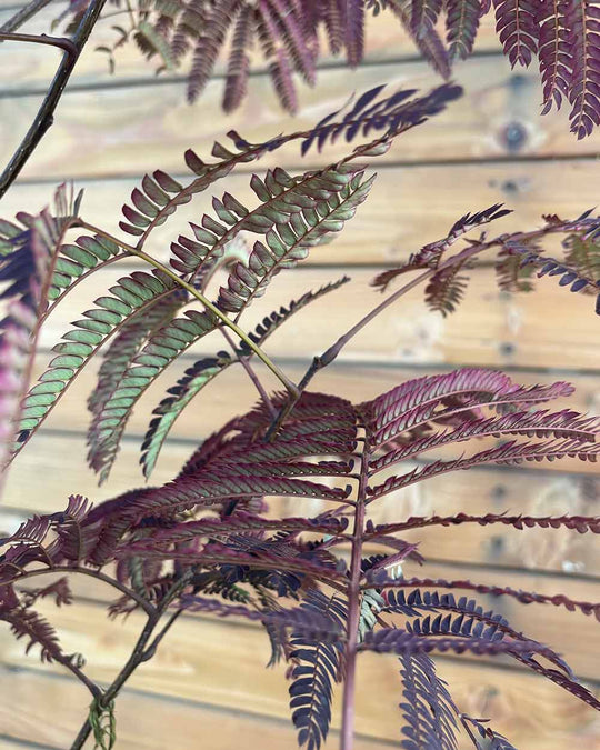 Seidenbaum – Albizia julibrissin ‘Summer Chocolate®’