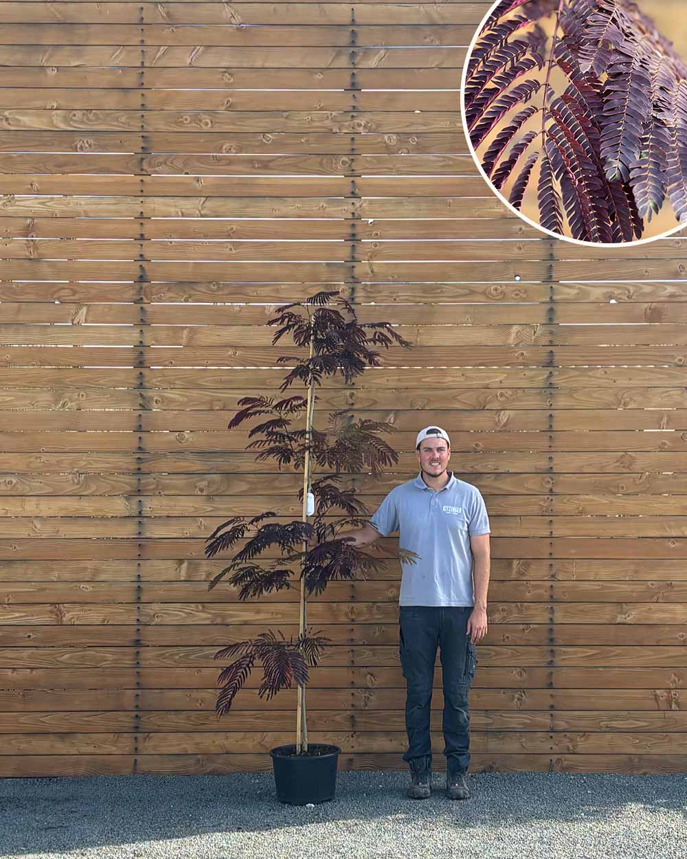 Seidenbaum – Albizia julibrissin ‘Summer Chocolate®’