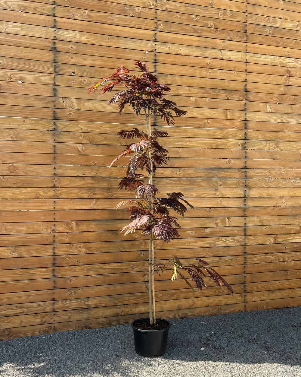 Seidenbaum – Albizia julibrissin ‘Summer Chocolate®’