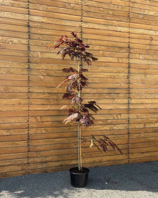 Seidenbaum – Albizia julibrissin ‘Summer Chocolate®’