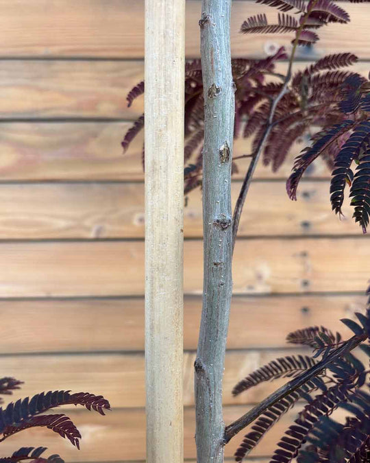 Seidenbaum – Albizia julibrissin ‘Summer Chocolate®’
