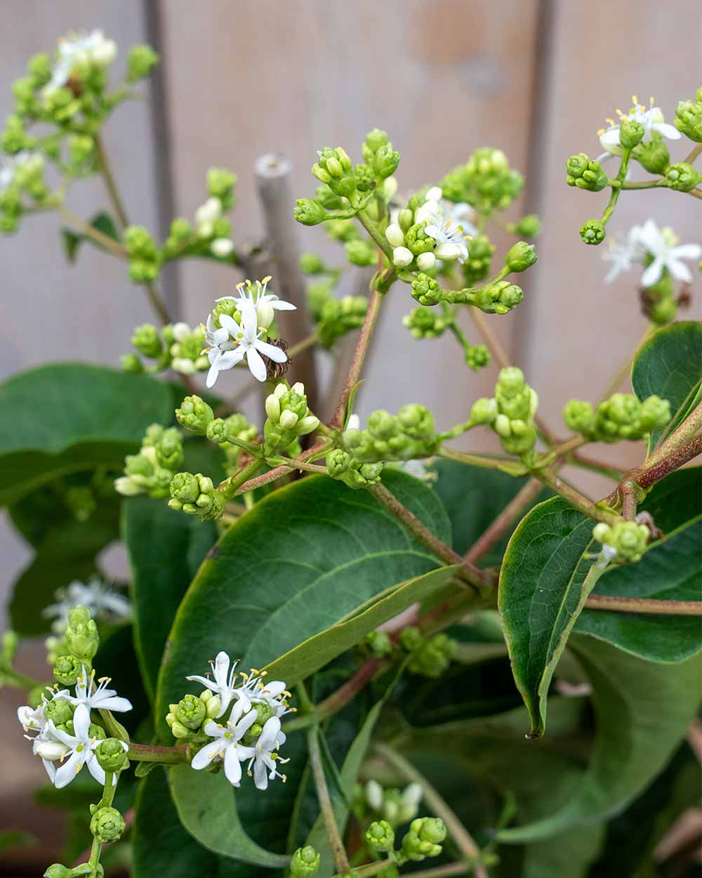 Sieben Söhne des Himmels – Heptacodium miconioides