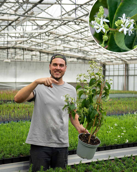 Sieben Söhne des Himmels – Heptacodium miconioides