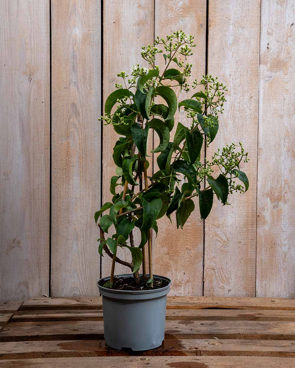 Sieben Söhne des Himmels – Heptacodium miconioides