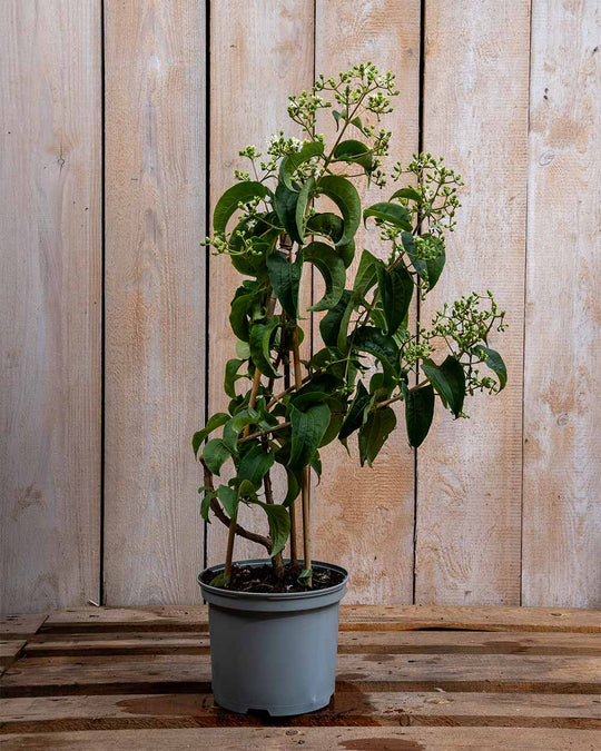 Sieben Söhne des Himmels – Heptacodium miconioides