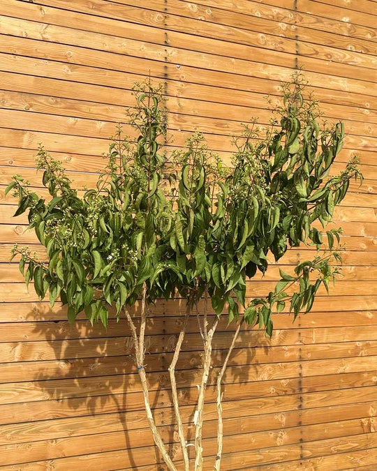 Sieben Söhne des Himmels – Heptacodium miconioides (Mehrstämmig) (Pre Sale)