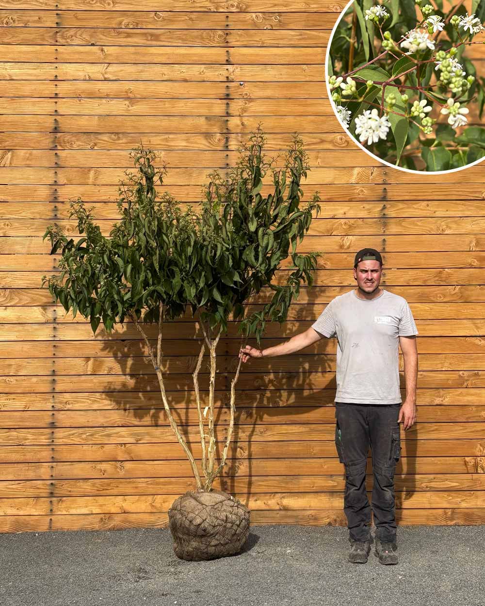 Sieben Söhne des Himmels – Heptacodium miconioides (Mehrstämmig) (Pre Sale)