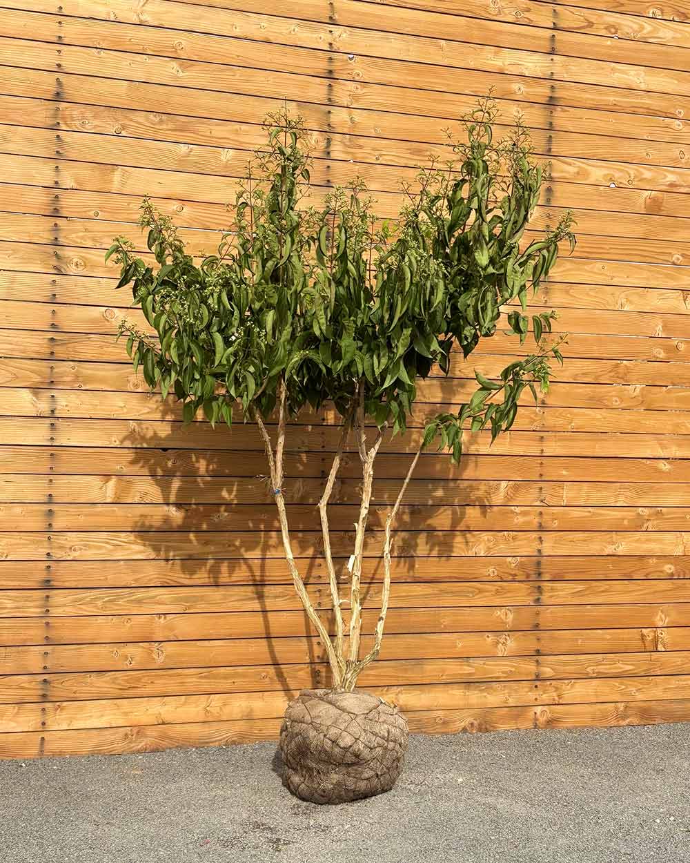 Sieben Söhne des Himmels – Heptacodium miconioides (Mehrstämmig) (Pre Sale)