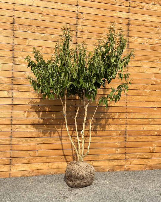 Sieben Söhne des Himmels – Heptacodium miconioides (Mehrstämmig) (Pre Sale)