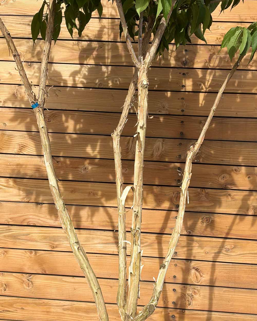 Sieben Söhne des Himmels – Heptacodium miconioides (Mehrstämmig) (Pre Sale)