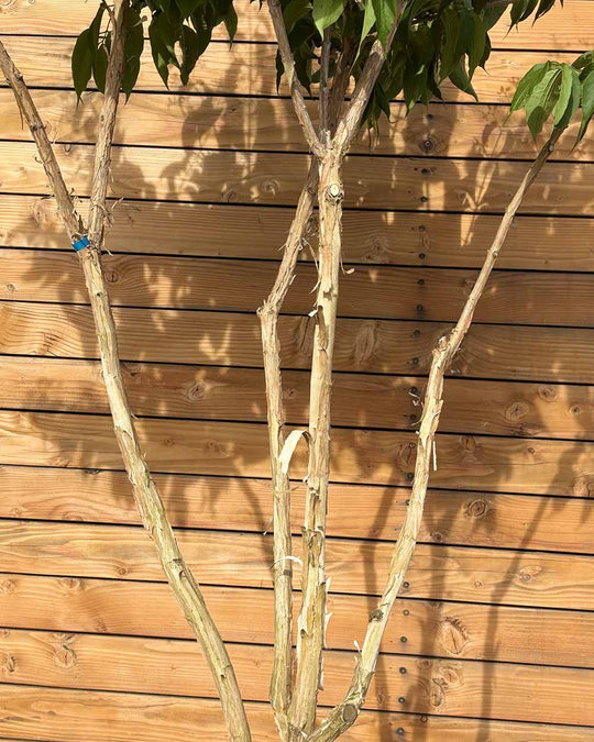 Sieben Söhne des Himmels – Heptacodium miconioides (Mehrstämmig) (Pre Sale)