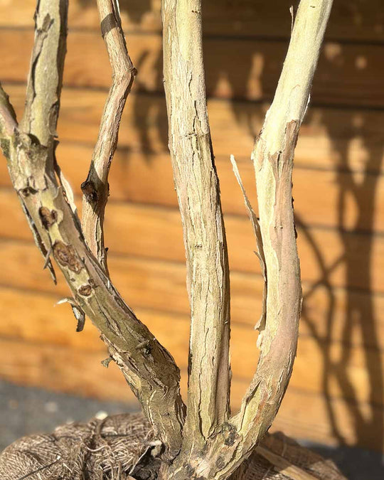 Sieben Söhne des Himmels – Heptacodium miconioides (Mehrstämmig) (Pre Sale)