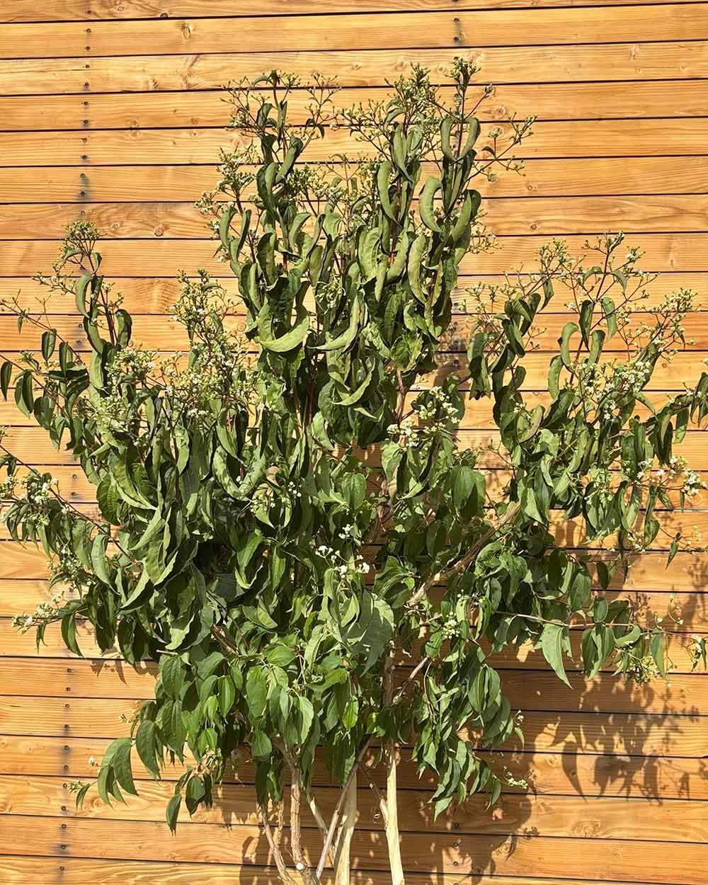 Sieben Söhne des Himmels – Heptacodium miconioides (Mehrstämmig) (Pre Sale)
