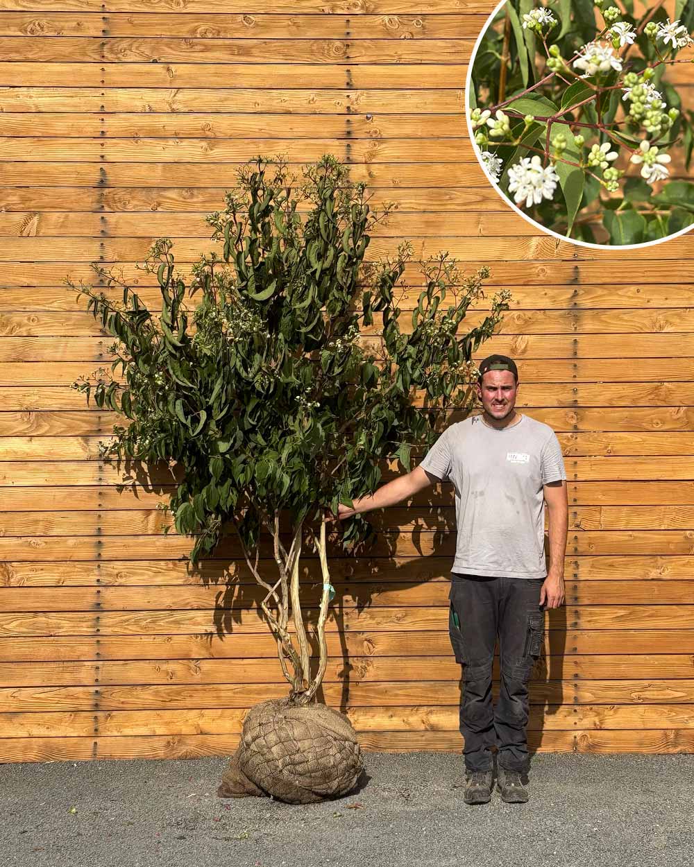 Sieben Söhne des Himmels – Heptacodium miconioides (Mehrstämmig) (Pre Sale)