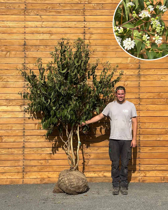 Sieben Söhne des Himmels – Heptacodium miconioides (Mehrstämmig) (Pre Sale)