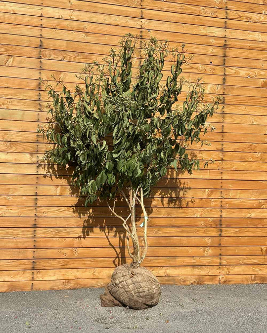 Sieben Söhne des Himmels – Heptacodium miconioides (Mehrstämmig) (Pre Sale)