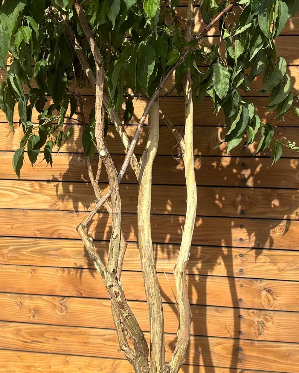 Sieben Söhne des Himmels – Heptacodium miconioides (Mehrstämmig) (Pre Sale)
