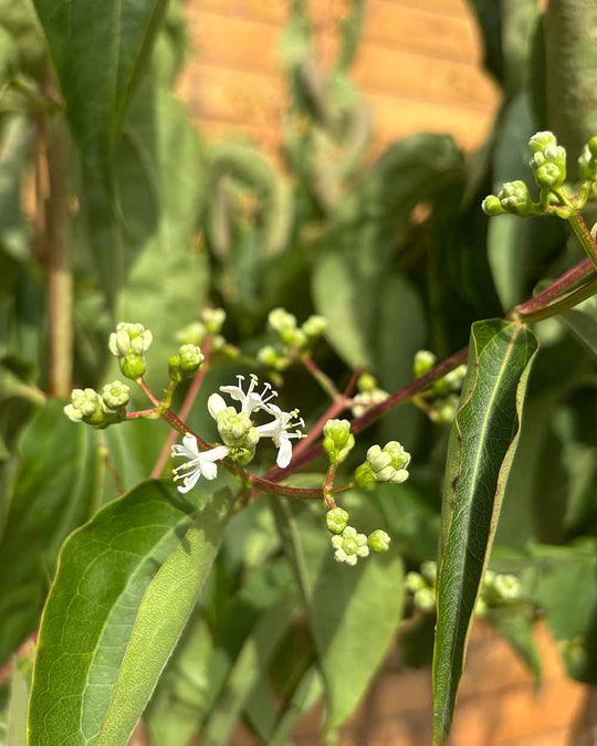 Sieben Söhne des Himmels – Heptacodium miconioides (Mehrstämmig) (Pre Sale)