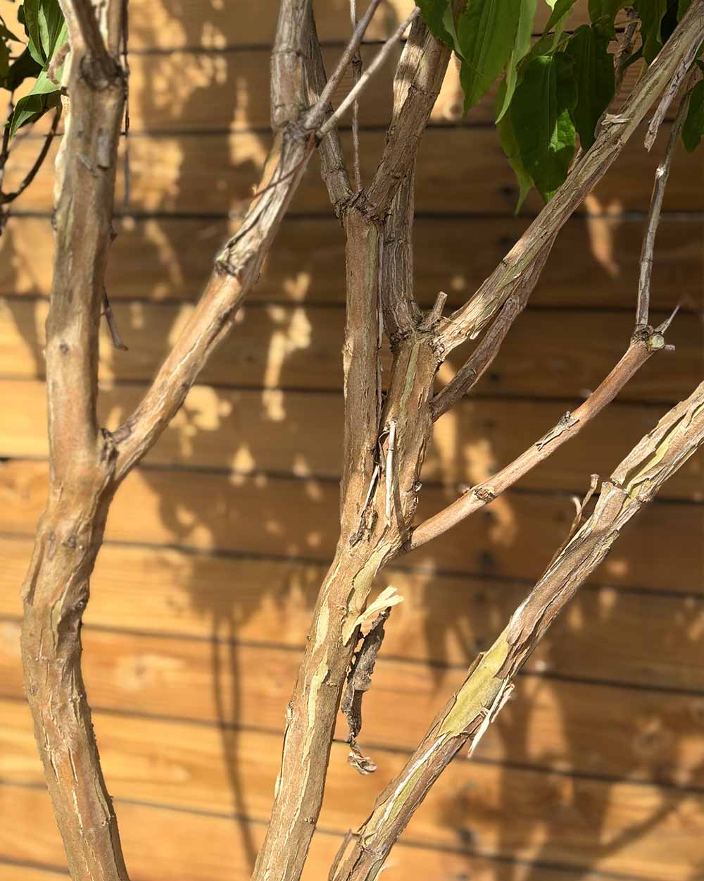 Sieben Söhne des Himmels – Heptacodium miconioides (Mehrstämmig) (Pre Sale)
