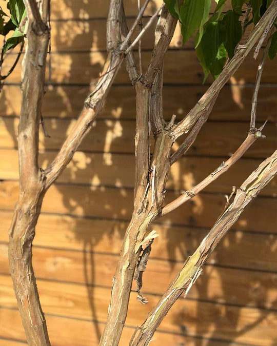 Sieben Söhne des Himmels – Heptacodium miconioides (Mehrstämmig) (Pre Sale)